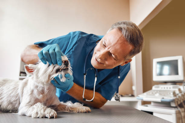 Best Emergency X-Rays and Diagnostics in Jamaica Beach, TX